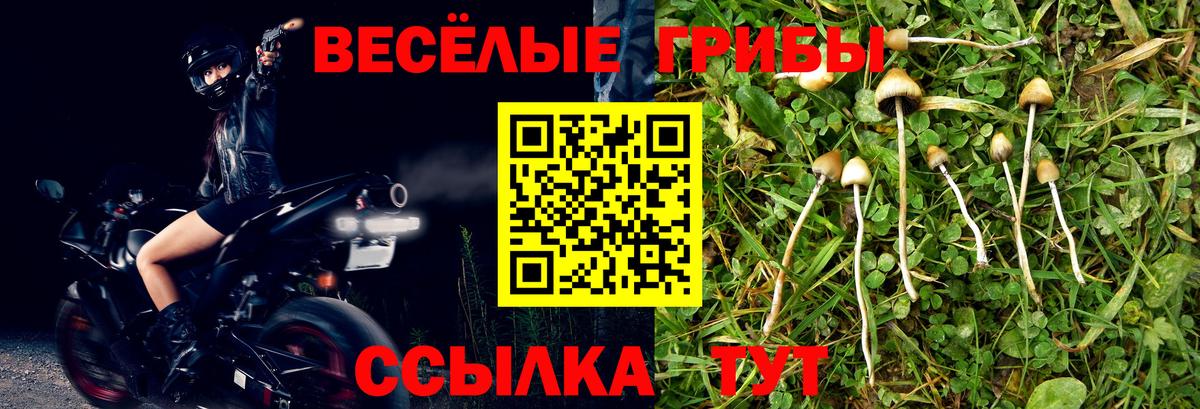 Красноярск  Псилоцибиновые грибы мицелий  Вход с VPN  Псилоцибиновые грибы Psilocybe 